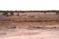 Etosha Nationalpark &ndash; &copy; Annett Müller (Eberhardt TRAVEL)