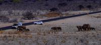 Etosha Nationalpark &ndash; &copy; Annett Müller (Eberhardt TRAVEL)