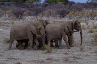 Etosha Nationalpark &ndash; &copy; Annett Müller (Eberhardt TRAVEL)