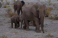 Etosha Nationalpark &ndash; &copy; Annett Müller (Eberhardt TRAVEL)