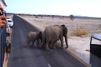 Etosha Nationalpark - Heimweg &ndash; &copy; Annett Müller (Eberhardt TRAVEL)