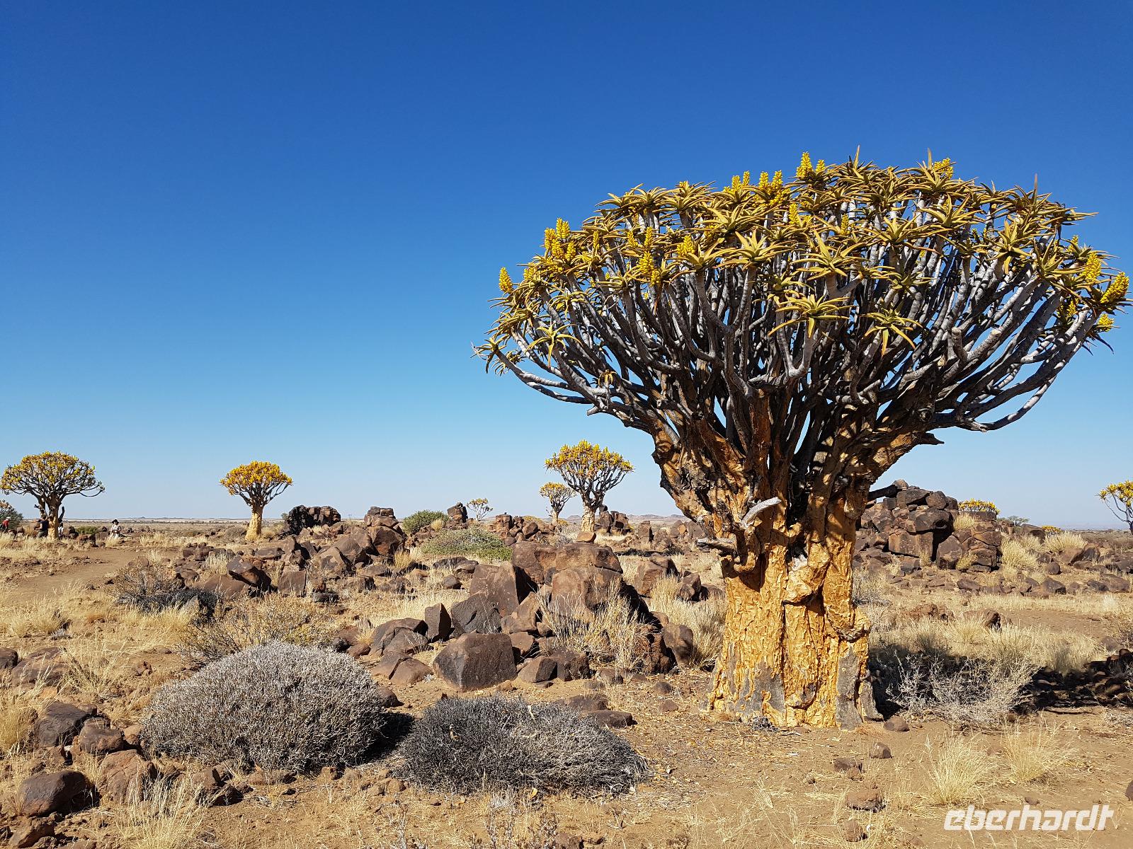 Tage Rundreise Namibia – Die Erlebnistour mit  Kalahari – Fish River-Canyon – Lüderitz – Namib – Swakopmund – Erongo Gebirge – Etosha Nationalpark – Windhoek (33) &ndash; &copy; Benjamin Rodriguez Manzanares (Eberhardt TRAVEL)