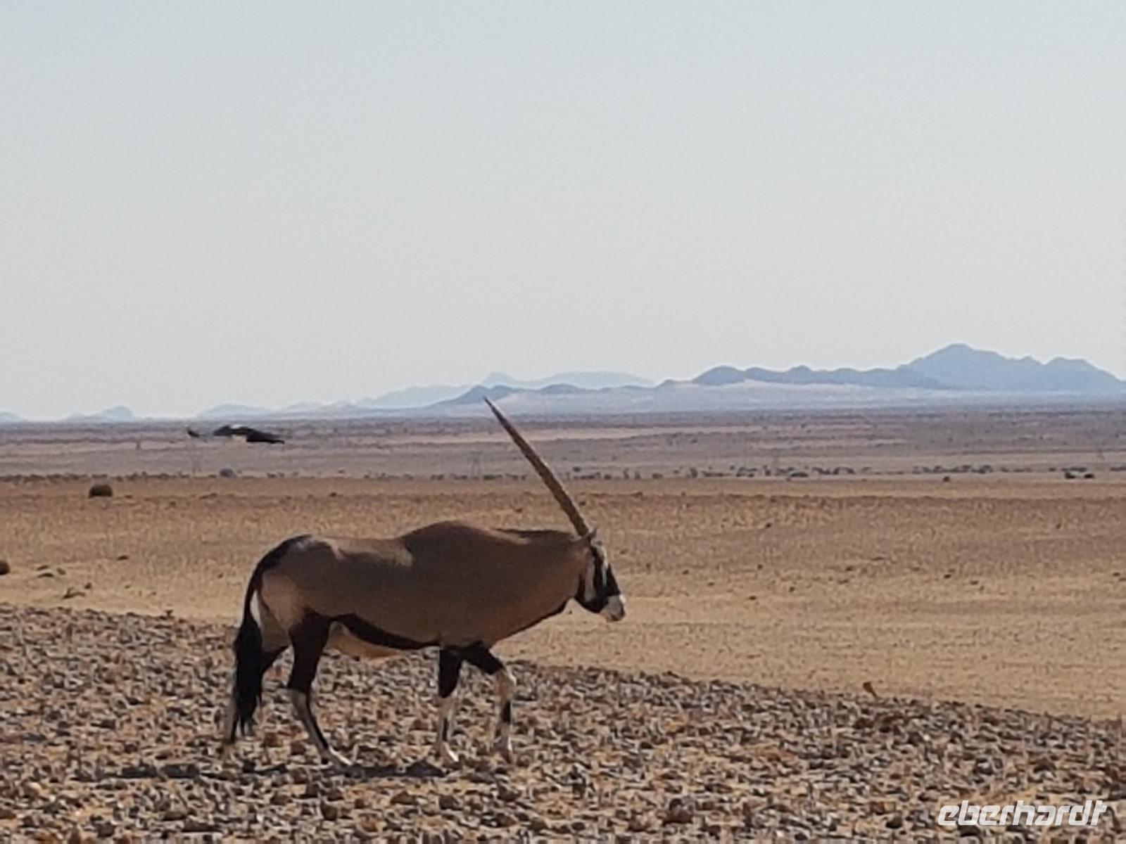 Tage Rundreise Namibia – Die Erlebnistour mit  Kalahari – Fish River-Canyon – Lüderitz – Namib – Swakopmund – Erongo Gebirge – Etosha Nationalpark – Windhoek (116) &ndash; &copy; Benjamin Rodriguez Manzanares (Eberhardt TRAVEL)