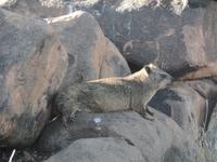 Tage Rundreise Namibia – Die Erlebnistour mit  Kalahari – Fish River-Canyon – Lüderitz – Namib – Swakopmund – Erongo Gebirge – Etosha Nationalpark – Windhoek (36) &ndash; &copy; Benjamin Rodriguez Manzanares (Eberhardt TRAVEL)