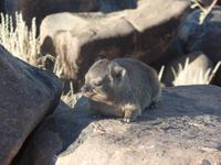 Tage Rundreise Namibia – Die Erlebnistour mit  Kalahari – Fish River-Canyon – Lüderitz – Namib – Swakopmund – Erongo Gebirge – Etosha Nationalpark – Windhoek (39) &ndash; &copy; Benjamin Rodriguez Manzanares (Eberhardt TRAVEL)