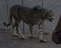 Tage Rundreise Namibia – Die Erlebnistour mit  Kalahari – Fish River-Canyon – Lüderitz – Namib – Swakopmund – Erongo Gebirge – Etosha Nationalpark – Windhoek (49) &ndash; &copy; Benjamin Rodriguez Manzanares (Eberhardt TRAVEL)