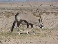 Tage Rundreise Namibia – Die Erlebnistour mit  Kalahari – Fish River-Canyon – Lüderitz – Namib – Swakopmund – Erongo Gebirge – Etosha Nationalpark – Windhoek (110) &ndash; &copy; Benjamin Rodriguez Manzanares (Eberhardt TRAVEL)