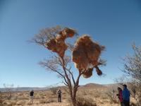 Tage Rundreise Namibia – Die Erlebnistour mit  Kalahari – Fish River-Canyon – Lüderitz – Namib – Swakopmund – Erongo Gebirge – Etosha Nationalpark – Windhoek (223) &ndash; &copy; Benjamin Rodriguez Manzanares (Eberhardt TRAVEL)