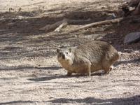 Tage Rundreise Namibia – Die Erlebnistour mit  Kalahari – Fish River-Canyon – Lüderitz – Namib – Swakopmund – Erongo Gebirge – Etosha Nationalpark – Windhoek (939) &ndash; &copy; Benjamin Rodriguez Manzanares (Eberhardt TRAVEL)