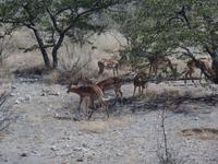 Tage Rundreise Namibia – Die Erlebnistour mit  Kalahari – Fish River-Canyon – Lüderitz – Namib – Swakopmund – Erongo Gebirge – Etosha Nationalpark – Windhoek (1002) &ndash; &copy; Benjamin Rodriguez Manzanares (Eberhardt TRAVEL)
