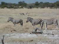 Tage Rundreise Namibia – Die Erlebnistour mit  Kalahari – Fish River-Canyon – Lüderitz – Namib – Swakopmund – Erongo Gebirge – Etosha Nationalpark – Windhoek (1022) &ndash; &copy; Benjamin Rodriguez Manzanares (Eberhardt TRAVEL)