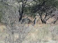Tage Rundreise Namibia – Die Erlebnistour mit  Kalahari – Fish River-Canyon – Lüderitz – Namib – Swakopmund – Erongo Gebirge – Etosha Nationalpark – Windhoek (1025) &ndash; &copy; Benjamin Rodriguez Manzanares (Eberhardt TRAVEL)