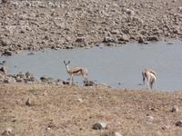 Tage Rundreise Namibia – Die Erlebnistour mit  Kalahari – Fish River-Canyon – Lüderitz – Namib – Swakopmund – Erongo Gebirge – Etosha Nationalpark – Windhoek (1029) &ndash; &copy; Benjamin Rodriguez Manzanares (Eberhardt TRAVEL)