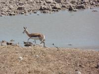 Tage Rundreise Namibia – Die Erlebnistour mit  Kalahari – Fish River-Canyon – Lüderitz – Namib – Swakopmund – Erongo Gebirge – Etosha Nationalpark – Windhoek (1032) &ndash; &copy; Benjamin Rodriguez Manzanares (Eberhardt TRAVEL)