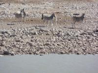 Tage Rundreise Namibia – Die Erlebnistour mit  Kalahari – Fish River-Canyon – Lüderitz – Namib – Swakopmund – Erongo Gebirge – Etosha Nationalpark – Windhoek (1034) &ndash; &copy; Benjamin Rodriguez Manzanares (Eberhardt TRAVEL)