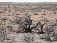 Tage Rundreise Namibia – Die Erlebnistour mit  Kalahari – Fish River-Canyon – Lüderitz – Namib – Swakopmund – Erongo Gebirge – Etosha Nationalpark – Windhoek (1037) &ndash; &copy; Benjamin Rodriguez Manzanares (Eberhardt TRAVEL)