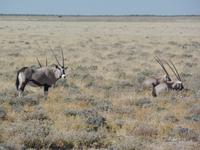 Tage Rundreise Namibia – Die Erlebnistour mit  Kalahari – Fish River-Canyon – Lüderitz – Namib – Swakopmund – Erongo Gebirge – Etosha Nationalpark – Windhoek (1040) &ndash; &copy; Benjamin Rodriguez Manzanares (Eberhardt TRAVEL)
