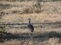 Tage Rundreise Namibia – Die Erlebnistour mit  Kalahari – Fish River-Canyon – Lüderitz – Namib – Swakopmund – Erongo Gebirge – Etosha Nationalpark – Windhoek (1068) &ndash; &copy; Benjamin Rodriguez Manzanares (Eberhardt TRAVEL)