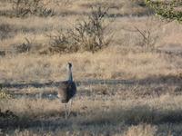 Tage Rundreise Namibia – Die Erlebnistour mit  Kalahari – Fish River-Canyon – Lüderitz – Namib – Swakopmund – Erongo Gebirge – Etosha Nationalpark – Windhoek (1069) &ndash; &copy; Benjamin Rodriguez Manzanares (Eberhardt TRAVEL)