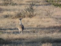 Tage Rundreise Namibia – Die Erlebnistour mit  Kalahari – Fish River-Canyon – Lüderitz – Namib – Swakopmund – Erongo Gebirge – Etosha Nationalpark – Windhoek (1070) &ndash; &copy; Benjamin Rodriguez Manzanares (Eberhardt TRAVEL)