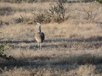 Tage Rundreise Namibia – Die Erlebnistour mit  Kalahari – Fish River-Canyon – Lüderitz – Namib – Swakopmund – Erongo Gebirge – Etosha Nationalpark – Windhoek (1071) &ndash; &copy; Benjamin Rodriguez Manzanares (Eberhardt TRAVEL)