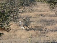 Tage Rundreise Namibia – Die Erlebnistour mit  Kalahari – Fish River-Canyon – Lüderitz – Namib – Swakopmund – Erongo Gebirge – Etosha Nationalpark – Windhoek (1074) &ndash; &copy; Benjamin Rodriguez Manzanares (Eberhardt TRAVEL)
