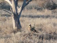 Tage Rundreise Namibia – Die Erlebnistour mit  Kalahari – Fish River-Canyon – Lüderitz – Namib – Swakopmund – Erongo Gebirge – Etosha Nationalpark – Windhoek (1077) &ndash; &copy; Benjamin Rodriguez Manzanares (Eberhardt TRAVEL)
