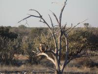 Tage Rundreise Namibia – Die Erlebnistour mit  Kalahari – Fish River-Canyon – Lüderitz – Namib – Swakopmund – Erongo Gebirge – Etosha Nationalpark – Windhoek (1079) &ndash; &copy; Benjamin Rodriguez Manzanares (Eberhardt TRAVEL)