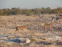 Tage Rundreise Namibia – Die Erlebnistour mit  Kalahari – Fish River-Canyon – Lüderitz – Namib – Swakopmund – Erongo Gebirge – Etosha Nationalpark – Windhoek (1085) &ndash; &copy; Benjamin Rodriguez Manzanares (Eberhardt TRAVEL)
