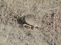 Tage Rundreise Namibia – Die Erlebnistour mit  Kalahari – Fish River-Canyon – Lüderitz – Namib – Swakopmund – Erongo Gebirge – Etosha Nationalpark – Windhoek (1096) &ndash; &copy; Benjamin Rodriguez Manzanares (Eberhardt TRAVEL)