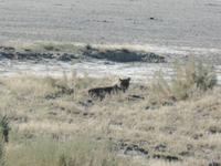 Tage Rundreise Namibia – Die Erlebnistour mit  Kalahari – Fish River-Canyon – Lüderitz – Namib – Swakopmund – Erongo Gebirge – Etosha Nationalpark – Windhoek (1099) &ndash; &copy; Benjamin Rodriguez Manzanares (Eberhardt TRAVEL)