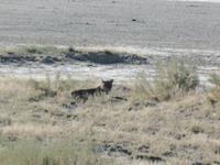 Tage Rundreise Namibia – Die Erlebnistour mit  Kalahari – Fish River-Canyon – Lüderitz – Namib – Swakopmund – Erongo Gebirge – Etosha Nationalpark – Windhoek (1100) &ndash; &copy; Benjamin Rodriguez Manzanares (Eberhardt TRAVEL)