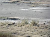 Tage Rundreise Namibia – Die Erlebnistour mit  Kalahari – Fish River-Canyon – Lüderitz – Namib – Swakopmund – Erongo Gebirge – Etosha Nationalpark – Windhoek (1102) &ndash; &copy; Benjamin Rodriguez Manzanares (Eberhardt TRAVEL)