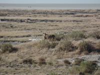 Tage Rundreise Namibia – Die Erlebnistour mit  Kalahari – Fish River-Canyon – Lüderitz – Namib – Swakopmund – Erongo Gebirge – Etosha Nationalpark – Windhoek (1105) &ndash; &copy; Benjamin Rodriguez Manzanares (Eberhardt TRAVEL)