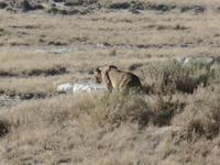 Tage Rundreise Namibia – Die Erlebnistour mit  Kalahari – Fish River-Canyon – Lüderitz – Namib – Swakopmund – Erongo Gebirge – Etosha Nationalpark – Windhoek (1106) &ndash; &copy; Benjamin Rodriguez Manzanares (Eberhardt TRAVEL)