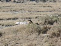Tage Rundreise Namibia – Die Erlebnistour mit  Kalahari – Fish River-Canyon – Lüderitz – Namib – Swakopmund – Erongo Gebirge – Etosha Nationalpark – Windhoek (1107) &ndash; &copy; Benjamin Rodriguez Manzanares (Eberhardt TRAVEL)
