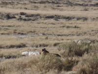 Tage Rundreise Namibia – Die Erlebnistour mit  Kalahari – Fish River-Canyon – Lüderitz – Namib – Swakopmund – Erongo Gebirge – Etosha Nationalpark – Windhoek (1108) &ndash; &copy; Benjamin Rodriguez Manzanares (Eberhardt TRAVEL)