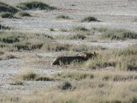 Tage Rundreise Namibia – Die Erlebnistour mit  Kalahari – Fish River-Canyon – Lüderitz – Namib – Swakopmund – Erongo Gebirge – Etosha Nationalpark – Windhoek (1113) &ndash; &copy; Benjamin Rodriguez Manzanares (Eberhardt TRAVEL)
