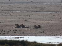 Tage Rundreise Namibia – Die Erlebnistour mit  Kalahari – Fish River-Canyon – Lüderitz – Namib – Swakopmund – Erongo Gebirge – Etosha Nationalpark – Windhoek (1117) &ndash; &copy; Benjamin Rodriguez Manzanares (Eberhardt TRAVEL)