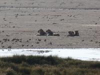 Tage Rundreise Namibia – Die Erlebnistour mit  Kalahari – Fish River-Canyon – Lüderitz – Namib – Swakopmund – Erongo Gebirge – Etosha Nationalpark – Windhoek (1118) &ndash; &copy; Benjamin Rodriguez Manzanares (Eberhardt TRAVEL)