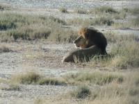 Tage Rundreise Namibia – Die Erlebnistour mit  Kalahari – Fish River-Canyon – Lüderitz – Namib – Swakopmund – Erongo Gebirge – Etosha Nationalpark – Windhoek (1120) &ndash; &copy; Benjamin Rodriguez Manzanares (Eberhardt TRAVEL)