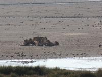 Tage Rundreise Namibia – Die Erlebnistour mit  Kalahari – Fish River-Canyon – Lüderitz – Namib – Swakopmund – Erongo Gebirge – Etosha Nationalpark – Windhoek (1124) &ndash; &copy; Benjamin Rodriguez Manzanares (Eberhardt TRAVEL)
