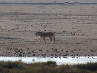 Tage Rundreise Namibia – Die Erlebnistour mit  Kalahari – Fish River-Canyon – Lüderitz – Namib – Swakopmund – Erongo Gebirge – Etosha Nationalpark – Windhoek (1129) &ndash; &copy; Benjamin Rodriguez Manzanares (Eberhardt TRAVEL)