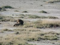 Tage Rundreise Namibia – Die Erlebnistour mit  Kalahari – Fish River-Canyon – Lüderitz – Namib – Swakopmund – Erongo Gebirge – Etosha Nationalpark – Windhoek (1132) &ndash; &copy; Benjamin Rodriguez Manzanares (Eberhardt TRAVEL)