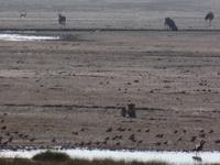 Tage Rundreise Namibia – Die Erlebnistour mit  Kalahari – Fish River-Canyon – Lüderitz – Namib – Swakopmund – Erongo Gebirge – Etosha Nationalpark – Windhoek (1134) &ndash; &copy; Benjamin Rodriguez Manzanares (Eberhardt TRAVEL)