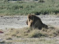 Tage Rundreise Namibia – Die Erlebnistour mit  Kalahari – Fish River-Canyon – Lüderitz – Namib – Swakopmund – Erongo Gebirge – Etosha Nationalpark – Windhoek (1142) &ndash; &copy; Benjamin Rodriguez Manzanares (Eberhardt TRAVEL)