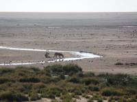 Tage Rundreise Namibia – Die Erlebnistour mit  Kalahari – Fish River-Canyon – Lüderitz – Namib – Swakopmund – Erongo Gebirge – Etosha Nationalpark – Windhoek (1145) &ndash; &copy; Benjamin Rodriguez Manzanares (Eberhardt TRAVEL)