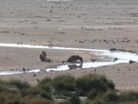 Tage Rundreise Namibia – Die Erlebnistour mit  Kalahari – Fish River-Canyon – Lüderitz – Namib – Swakopmund – Erongo Gebirge – Etosha Nationalpark – Windhoek (1147) &ndash; &copy; Benjamin Rodriguez Manzanares (Eberhardt TRAVEL)