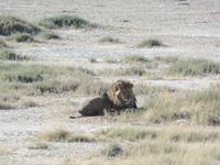 Tage Rundreise Namibia – Die Erlebnistour mit  Kalahari – Fish River-Canyon – Lüderitz – Namib – Swakopmund – Erongo Gebirge – Etosha Nationalpark – Windhoek (1152) &ndash; &copy; Benjamin Rodriguez Manzanares (Eberhardt TRAVEL)