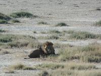 Tage Rundreise Namibia – Die Erlebnistour mit  Kalahari – Fish River-Canyon – Lüderitz – Namib – Swakopmund – Erongo Gebirge – Etosha Nationalpark – Windhoek (1153) &ndash; &copy; Benjamin Rodriguez Manzanares (Eberhardt TRAVEL)